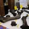 Mammoth Bones