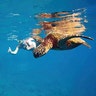 Hawaii- Sea turtle encounter