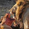Lions vs. Buffalo