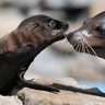 A new born sea lion with its mother in their enclosure at the zoo in Duisburg, Germany, July 14, 2017