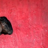 A goat for sale in Jakarta, Indonesia, August 30, 2017