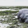 A stranded manatee during Hurricane Irma in Manatee County, Fla., September 10, 2017