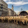 Spain_Sheep_Crossing_Garc_5_