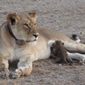 In this rare sight, a small leopard nurses on a 5-year-old lioness in the Ngorongoro Conservation Area in Tanzania, July 11, 2017