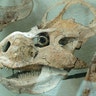 protoceratops_skull