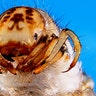 Albicorne Larvae