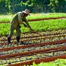 Organic farming in Cuba