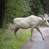 A rare white moose is seen in Gunnarskog, Varmland, Sweden July 31