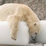 A polar bear plays with ice blocks in its enclosure at a zoo as the temperature reaches 86 Fahrenheit in Budapest, Hungary, July 7, 2017