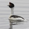 Hooded Grebe 