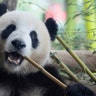 One of the two Chinese panda bears, Meng Meng and Jiao Qing at the opening of their enclosure at the zoo in Berlin, Germany, July 5, 2017