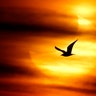 A seagull is silhouetted against the sun at dawn during a partial solar eclipse on Guadalmar beach in Malaga January 4, 2011