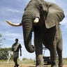 Largest Land Animal