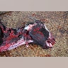 Goat_skinning_dead_Latino