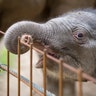 A one-day-old elephant calf Minh-Tan at the zoo in Osnabrueck, Germany, July 5,  2017