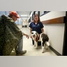 Puddin, a dog transported to Austin Humane Society from Beaumont Animal Services is greeted at the shelter in Austin, Saturday