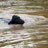 A cow swims trying to get out of the Hurricane Harvey floodwaters near East Columbia, Texas, Tuesday