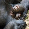 A newly born western lowland gorilla named Ajabu rests on its mother Kira in Philadelphia, June 28, 2017