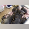 Rescued squirrels huddle at the Austin Wildlife Rescue in east Austin, Texas, Sunday