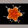 5. Young Seastar