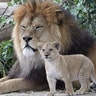 A Barbary lion cub, stands next to its father  'Schroeder' at the zoo in Neuwied, Germany, June 26, 2017