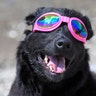Madison the dog watches the solar eclipse in Nashville, Tennessee