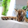 A South China tiger cub makes its debut at Guangzhou Zoo in Guangzhou, Guangdong province, China, June 22, 2017