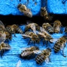 Bees come in and out from a beehive at beekeeper Leonid Baranenko's bee-garden in the village of Mikhaylovka, Belarus June 24, 2017