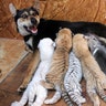 A dog feeds newborn tiger cubs and a puppy at Xixiakou Wild Animal Protection Zone in Rongcheng, Shandong province, China, June 14, 2017