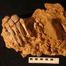 Neandertal Foot Bones