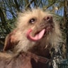 Ugly_Dog_2013___Josie