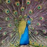 A Peacock Pose