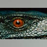 Panay Monitor Lizard 