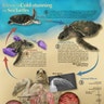 Posters & graphics, honorable mention: View the cycle of a sea turtle