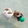 Brazil_Dog_Olympics__1_