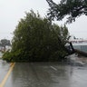 A fallen tree blocks Biscayne Blvd. as Hurricane Irma arrives in Hollywood, Florida, Sunday