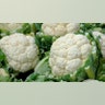 cauliflower_397