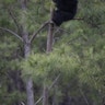 chimp climbs a pine tree at Chimp Haven