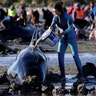 Volunteers attend to some of the hundreds of stranded pilot whales at the top of New Zealand's South Island.