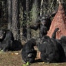 Chimps use sticks to poke into a mock termite mound