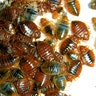 Bedbug Invasion