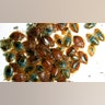 Bedbug Invasion