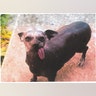 Ugly_Dog_2013___Eliie_Mae