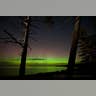 trees_aurora