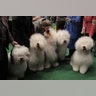 English Sheepdogs