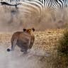 Zebra vs. Lioness