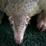 Customs officials display one of 136 pangolins that were being smuggled into Thailand from Malaysia in Bangkok, August. 31