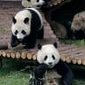 Panda Cubs Tumble