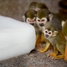 Macaque monkeys cool off with an ice block on a hot day at a zoo in Hefei, Anhui province, China July 25, 2017