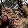 Monkeys_in_Chile__10_